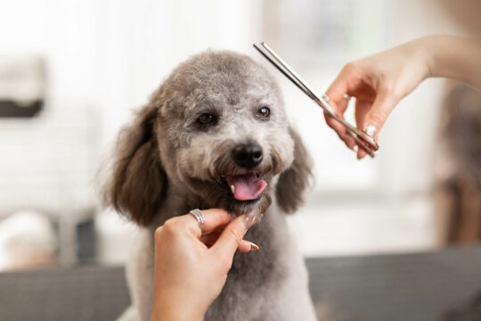 Grooming