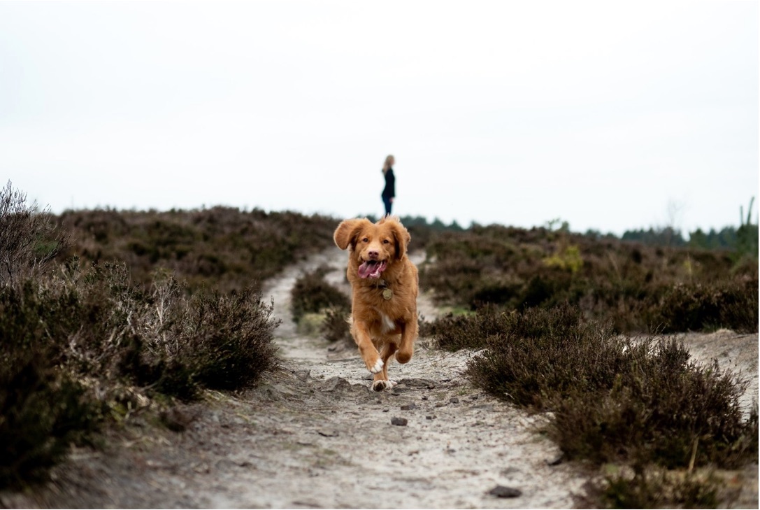 Free Walk – Sozial, sicher, sinnvoll