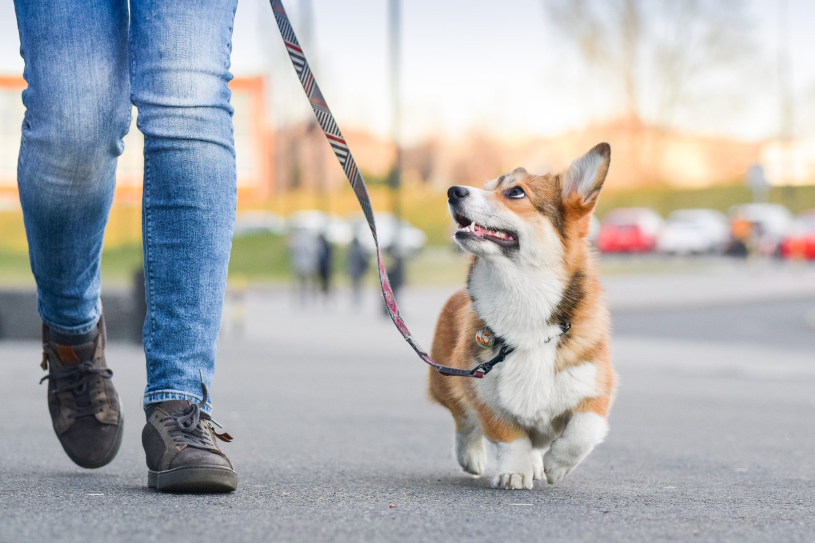 Mind & Leash – Bewusstes Miteinander auf dem Spaziergang und im Alltag